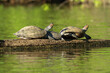 A group of Amazonian turtles rests on a trunk, in a river in the Amazonian jungle