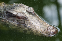 Portrait Of A Black Alligator In The Water