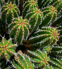 Close Up Of A Spiky Needled Cactus