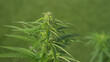 CLOSE UP, DOF: Detailed view of a growing marijuana plant in a hidden garden.