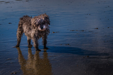 2022-01-18 A SMALL ELDERLY WIRE HAIRED DOG ON THE BEACH WITH A REFLECTION IN THE WATER AT THE DOG BEACH IN OCEAN BEACH CALIFORNIA