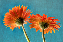 Closeup Of Two Colorful Backlit Gerbera Daisy Blossoms With Bright Orange Petals. Flowers Isolated On Soft Blue Background. Gerbera Daisy Originated In South Africa.