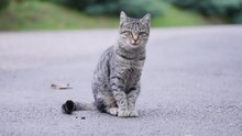 Grey Tabby Cat With Green Eyes Sitting On A Road And Looking At The Camera. Slow Motion. 