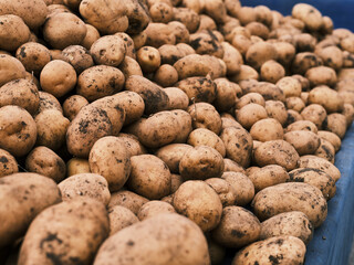 fresh potatoes in the market