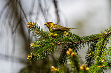 Male Cape May Warbler (Setophaga Tigrina) In Breeding Plumage Looking For Bugs In A Pine Tree.