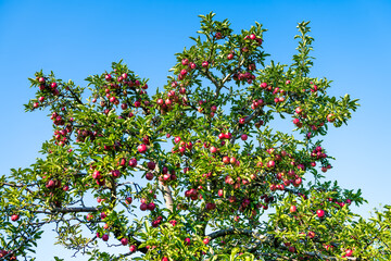 apple orchard tree branches low angle view looking up of many red fruit in garden autumn fall farm c