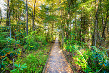 Point Of View Pov View In Jungle Pine Forest Path With Wooden Boardwalk Trail In Autumn Fall Season At Sunset In Cranberry Glades Wilderness In West Virginia