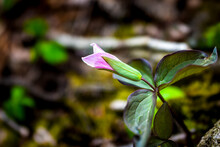 Macro Closeup Of Closed One Purple Pink Wild Trillium Wildflower Flower In Early Spring In Virginia Blue Ridge Mountains Of Wintergreen With Blurry Background