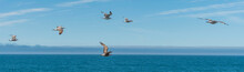 Birds In Flight On The Pacific Coast At Sea Ranch, CA