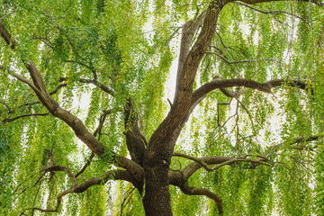 Mayten tree (Maytenus boaria), evergreen weeping tree close up