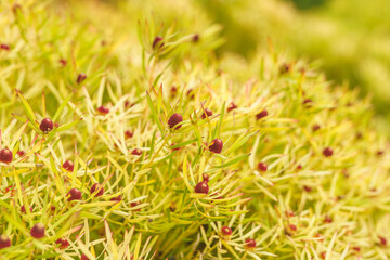 Wall Mural - Cone bush (Leucadendron salignum) close up in the garden Beautiful shrub with foliage which turns yellow in Winter