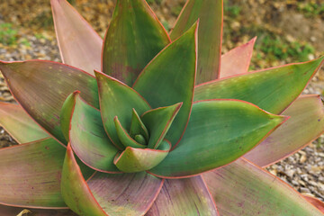 Wall Mural - Coral Aloe (Aloe striata) close up