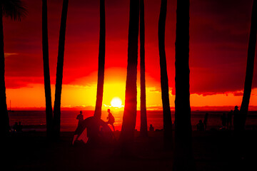 Hawaii Sunset Palm Tree Silhouette