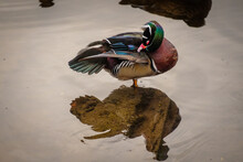 A Resting Wood Duck With Its Head Turned Backwards While It Cleans Itself