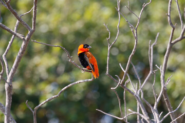 Wall Mural - southern red bishop