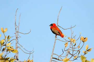 Wall Mural - southern red bishop
