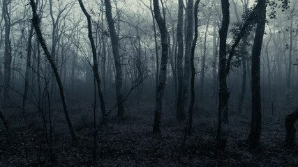 Wall Mural - Mysterious Dense Forest Through Misty Night. Slide Shot
