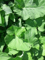 Wall Mural - background of burdock leaves