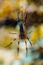 Orb Weaver Spider In Web