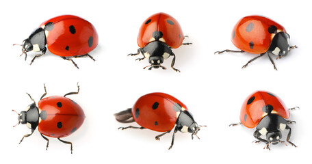 Sticker - Set with beautiful ladybugs on white background. Banner design