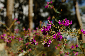 Wall Mural - semi-alpine plant society, pink wild flowers, doi luang chiang dao, chiang mai, thailand.