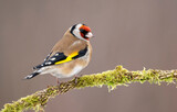 Fototapeta  - European goldfinch ( Carduelis carduelis )