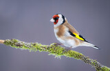 Fototapeta  - European goldfinch ( Carduelis carduelis )