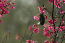 White-headed Black Bulbul ( Hypsipetes Leucocephalus ) Small Bird From The Asia 
On Twig Of Sakura 