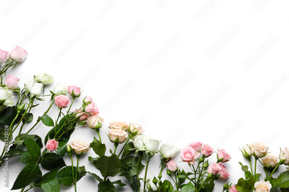 Different beautiful roses on white background
