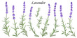 Set of violet lavender flowers on white background, vector illustration.