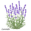 Lavender flowers. Blooming lavender bush with purple flowers, realistic vector illustration.