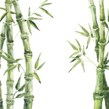 Fototapeta Sypialnia - Green bamboo composition on white background. Watercolor illustration.