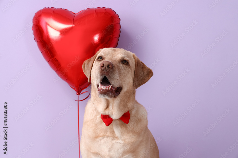 Cute Labrador dog with balloon on lilac background. Valentine's Day celebration