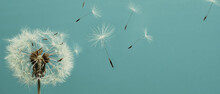 White Dandelion With Seeds Flying Away. Closeup