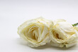 Beautiful wilted white roses against white background