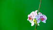 beautiful orchid on a green background greenbox