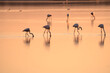 © Roberto - Italy Tuscany Grosseto Castiglione della pescaia, maremma, along the river Bruna Diaccia Botrona, flamingos in the lagoon feed at sunset