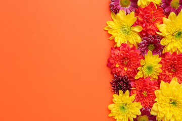 Poster - Beautiful chrysanthemum flowers on orange background, flat lay. Space for text