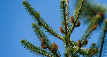 Fir Abies Koreana With Young Cones On Branch Against Blue Sky Background. Green And Silver Spruce Needles On Korean Fir In Spring Garden. Close-up Selective Focus. Concept For Natural Design