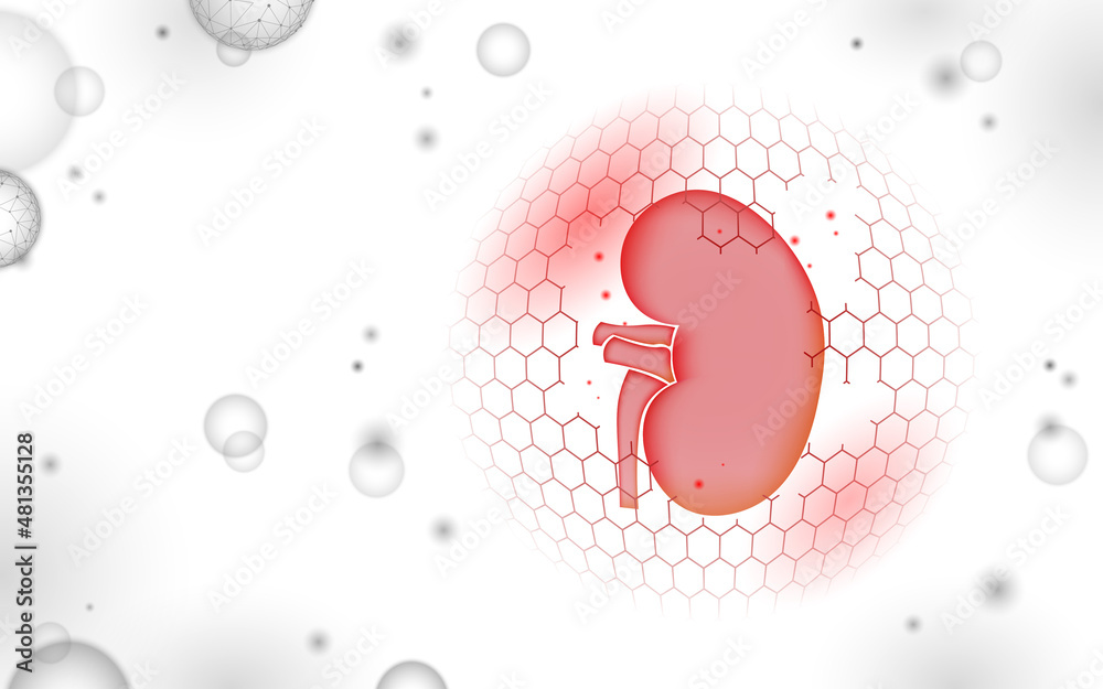 Low poly 3D human kidney shield protect. Medicine recovery technology ...