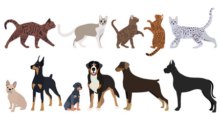 Wall Mural - cats and dog set, flat design on white background, isolated, vector