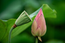 Pink Lotus Flower On Green Background