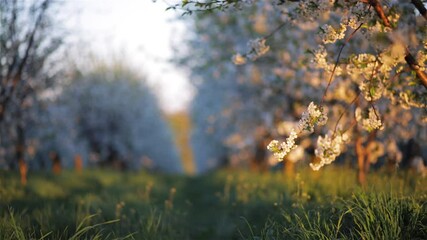 Fototapete - Ornamental garden with blooming lush cherry trees on a sunny day. 
