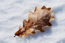 Dry Autumn Leaf On The Snow