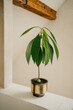 Avocado Pflanze mit beigem Hintergrund. Zimmerpflanze im Boho Stil - Inneneinrichtung. Minimalistisch, Vintage, Wohnzimmer, Modern, Hippie, Boho Dekoration.