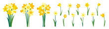 Clip Art Of Yellow Daffodils And Spring Bouquet Of Narcissus Flowers Isolated On White