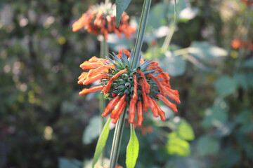 Wall Mural - Leonotis leonurus, also known as lion's tail and wild dagga in the garden. It is known for its medicinal properties. Botanical, natural, herb, and flower concept.