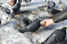 In Winter, A Man Feeds Pigeons In The Park. Wild Pigeons Eat Bread From The Hands Of A Young Caucasian. Tame Street Birds