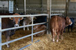 Vacas  para carne en un explotación agrícola extensiva aunque libres de moverse en el establo.