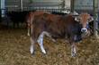 Vacas  para carne en un explotación agrícola extensiva aunque libres de moverse en el establo.